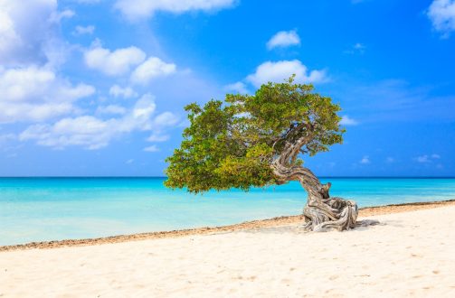 Aruba, Netherlands Antilles. Divi divi tree on the beach