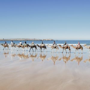 Une file de touristes à dos de dromadaire sur la plage d'Essaouira